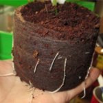 Как проращивать семена в кокосовом субстрате? 